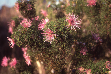 APII jpeg image of Isopogon formosus  © contact APII