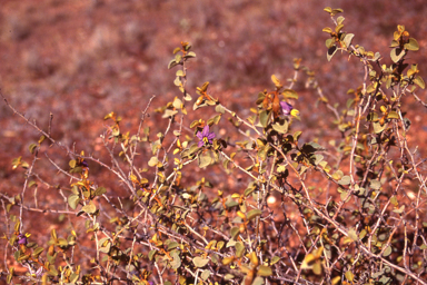 APII jpeg image of Solanum nummularium  © contact APII