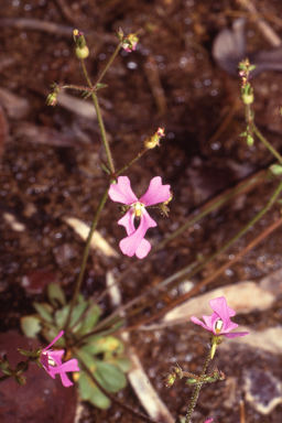 APII jpeg image of Stylidium weeliwolli  © contact APII