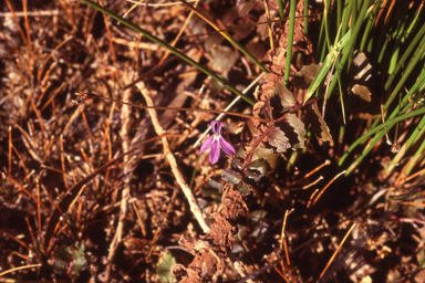 APII jpeg image of Lobelia quadrangularis  © contact APII