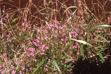 APII jpeg image of Stylidium fluminense  © contact APII