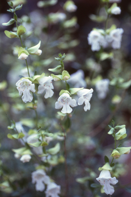 APII jpeg image of Prostanthera albiflora  © contact APII