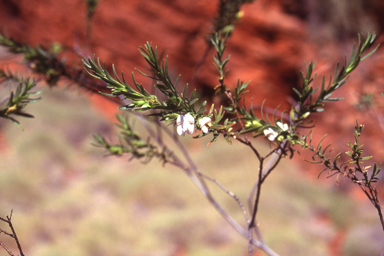 APII jpeg image of Eremophila punctata  © contact APII