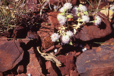 APII jpeg image of Ptilotus axillaris  © contact APII