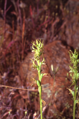 APII jpeg image of Prasophyllum gracile  © contact APII