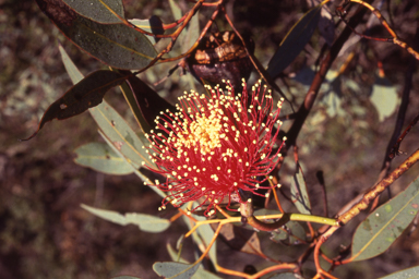 APII jpeg image of Eucalyptus pyriformis  © contact APII