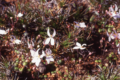 APII jpeg image of Stylidium petiolare  © contact APII