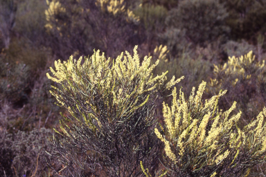 APII jpeg image of Grevillea biformis subsp. biformis  © contact APII