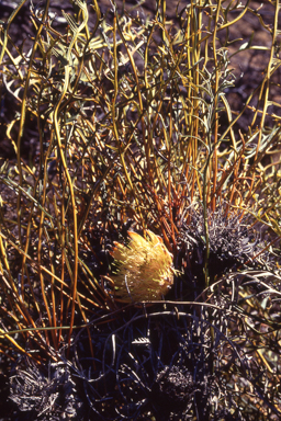 APII jpeg image of Banksia pteridifolia  © contact APII