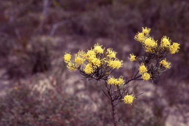 APII jpeg image of Grevillea incrassata  © contact APII