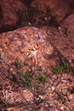 APII jpeg image of Caladenia sigmoidea  © contact APII