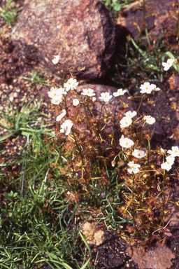 APII jpeg image of Drosera yilgarnensis  © contact APII