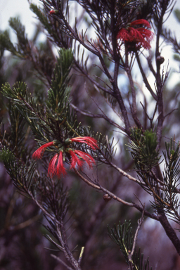 APII jpeg image of Calothamnus chrysanthereus  © contact APII