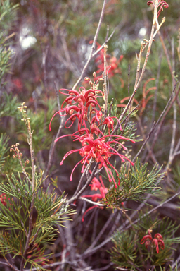 APII jpeg image of Grevillea plurijuga subsp. plurijuga  © contact APII