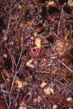 APII jpeg image of Caladenia cairnsiana  © contact APII