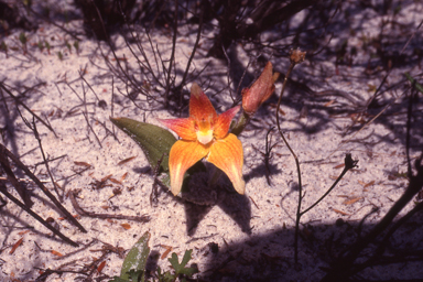 APII jpeg image of Caladenia x spectabilis  © contact APII