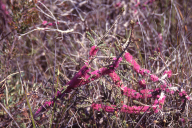 APII jpeg image of Melaleuca suberosa  © contact APII