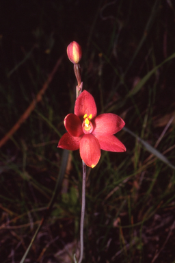 APII jpeg image of Thelymitra x macmillanii  © contact APII