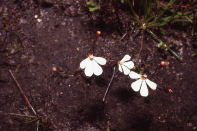 APII jpeg image of Stylidium insensitivum  © contact APII