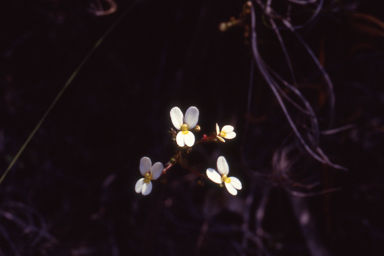 APII jpeg image of Stylidium piliferum subsp. minor  © contact APII