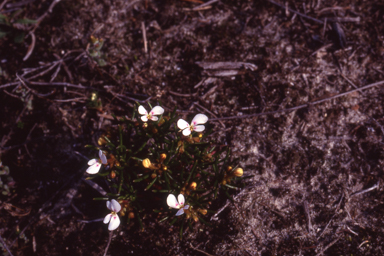 APII jpeg image of Stylidium breviscapum  © contact APII