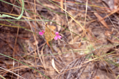 APII jpeg image of Stylidium lobuliflorum  © contact APII