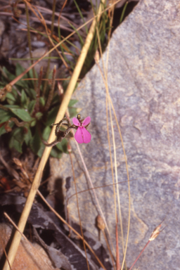 APII jpeg image of Stylidium semipartitum  © contact APII