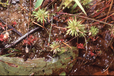 APII jpeg image of Stylidium pedunculatum  © contact APII