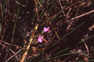 APII jpeg image of Stylidium semipartitum  © contact APII