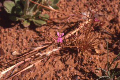 APII jpeg image of Stylidium adenophorum  © contact APII