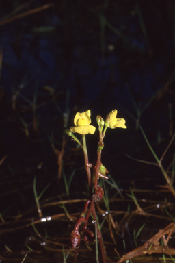 APII jpeg image of Utricularia aurea  © contact APII