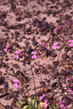 APII jpeg image of Stylidium multiscapum  © contact APII