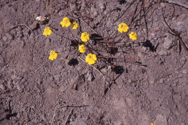 APII jpeg image of Uvedalia linearis var. lutea  © contact APII