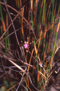 APII jpeg image of Stylidium pachyrrhizum  © contact APII