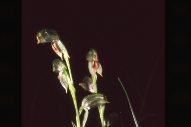 APII jpeg image of Pterostylis melagramma  © contact APII