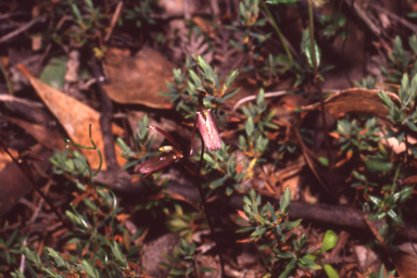 APII jpeg image of Cyrtostylis reniformis  © contact APII