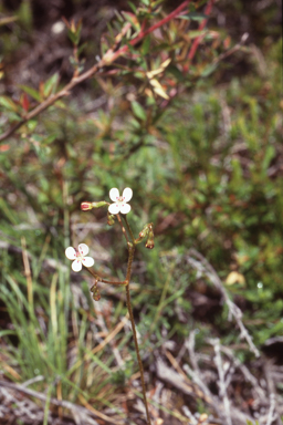 APII jpeg image of Stylidium soboliferum  © contact APII