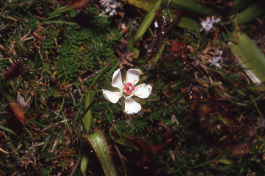 APII jpeg image of Drosera murfetii  © contact APII