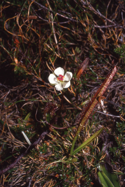 APII jpeg image of Drosera murfetii  © contact APII