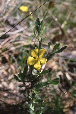 APII jpeg image of Hibbertia obtusifolia  © contact APII