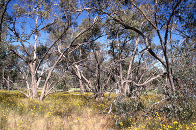 APII jpeg image of Eucalyptus microcarpa  © contact APII