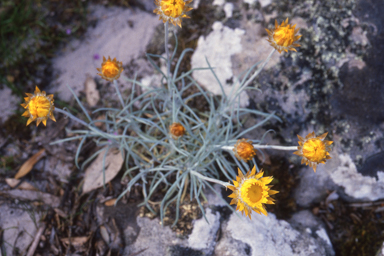 APII jpeg image of Leucochrysum albicans subsp. albicans  © contact APII