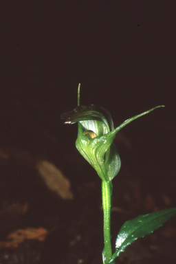 APII jpeg image of Pterostylis alpina  © contact APII