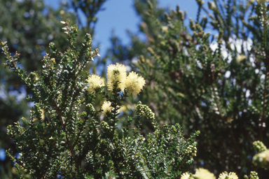 APII jpeg image of Melaleuca squarrosa  © contact APII