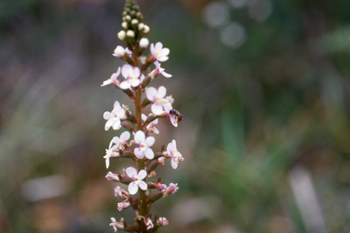 APII jpeg image of Stylidium graminifolium  © contact APII