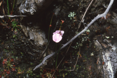 APII jpeg image of Utricularia lateriflora  © contact APII