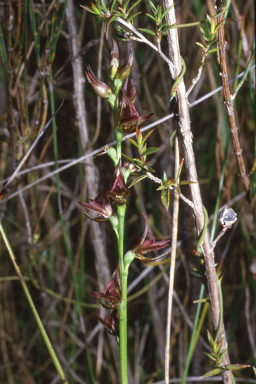 APII jpeg image of Prasophyllum parviflorum  © contact APII