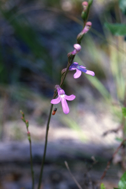 APII jpeg image of Lobelia simplicicaulis  © contact APII