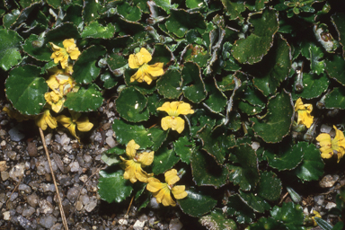 APII jpeg image of Goodenia hederacea subsp. alpestris  © contact APII