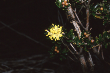 APII jpeg image of Leionema phylicifolium  © contact APII